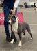 BISS MULTI INT GRAND CH,JCH,CH B NL D Sw LUX,TOP TERRIER Daydreamer’s As The Rush Comes