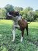 Smith's Gracie Mae