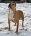 HJCH, MkCh, SrbCh, Grand SrbCh Granada Forever Mirjana in BodyBull Kennel
