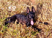 Maya of k-9 Top Training