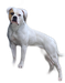 Kohlenpott`s Bully Pieper