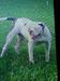 Wild oak bulldogs Gus of hhk