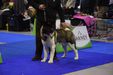 Downtown Spyrit Asahi Akitas