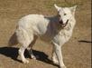  Los pastores del campo Boris