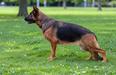 V1, GCH, Deidre Vom Redwood