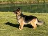 Memphis Von Frieden