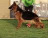 MORO VOM CAIRO KENNEL