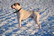 Loony Bulldogs Cypress