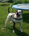 CTA Country Bulldogs A8 Kohei
