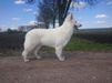 BYCh Raelynn Sweetheart of the Dutch Highlands