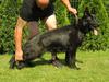 Anora Lesco-Rott