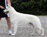 UKC Ruby Grand CH Royal Thunderbolt Zeus