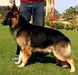 Priyas MAX 'Alex'
