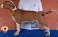 Orion Campeiro Bull