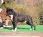 JCh San Marino Swiss JCh Ch Swiss MCH International Champion Most Wanted's Amstaf Gallant Black Jack