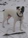 2 Face of All American Bulldogs
