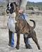 Boxer de los Morritos