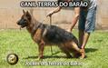 Jocker do Terras do Barão