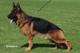 V1 BSZS 2022 Reno von Angelius Team