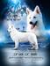JCH RUS,RKF,EURASIA-2021,JBIS-3, BIG-1, BOS, BOB Rus Pride Richard Lionheart