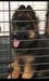 ALEX VOM TEIMA KENNEL