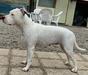 X-Staff Astrid