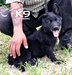 Beeri of k-9 TOP TRAINING