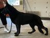 Int’l CH Faith Onyx Von Sudlich
