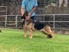 Lindenhill-Gracelyne's Pucker Up of Sevenhills