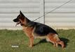 Nera von Marbo Wolf