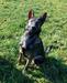 Insidious Von Hollenhund