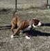 Bullforce Godiva of Cannon Bulldogs