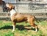  Hanie Coleman of Rui Ke Si Kennel