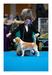 CIE, CH. GEO, AZE, ARM BEAGLE INN'S KIARA