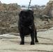 magic equinox black panther