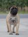 Honey Dynasty CARAT for Cani Felici