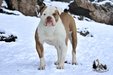 Blackwell's Cherry Sue @ Snowy Mountain Bulldogs