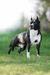 Junior Champion of Poland, Junior Speciality Winner, PL CH ME DANCER IN THE DARK Semper Invicta