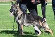 Leao Afolf do Obediencia Canina