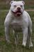  Cerberus Bulls Winky of BC's
