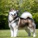 Int.CH.,PL.CH.,HUCH,ROCH,CIBJ,SKJCH, ROJCH, HUJCH, HMPGW Nord Imperial Excellent