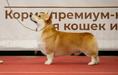 GrCH.RUS, CH.RKF, RUS, BLR, CL RUS, JCH.RKF, RUS GARDIAN ENZHEL EKIMARU