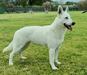 Born to Win White Xenia