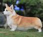 GCH, CH (AM, KOR, TH) The Goodboy Shaepe Of My Heart