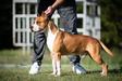 V4-Amstaff Major 2023,JBISS,R.BIS,BIS III,Multi GCH&CH&JCH JC Ring Angels Speedfighter