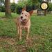 Dib of Heeler's Selivon