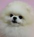 CH.TWN Bai Shern Lin Of Chiao Li Ya Fci