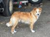Wyss' Zoe of Cedar Creek