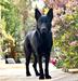 Lucifer Morningstar Fuchs vom Wuestenberger-Land