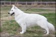Melvin av White Arctic Mist